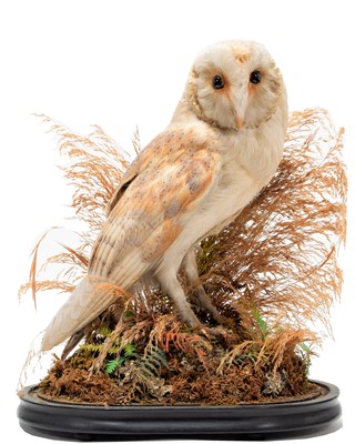 Lot 271 - Taxidermy: A Victorian Barn Owl (Tyto alba),...