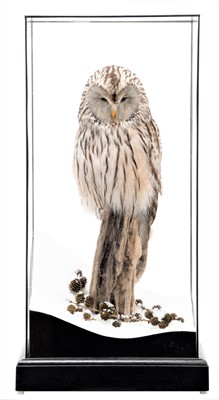 Lot 273 - Taxidermy: A Cased Ural Owl (Strix uralensis),...