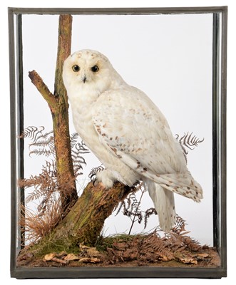 Lot 289 - Taxidermy: A Cased Snowy Owl (Bubo scandiacus),...