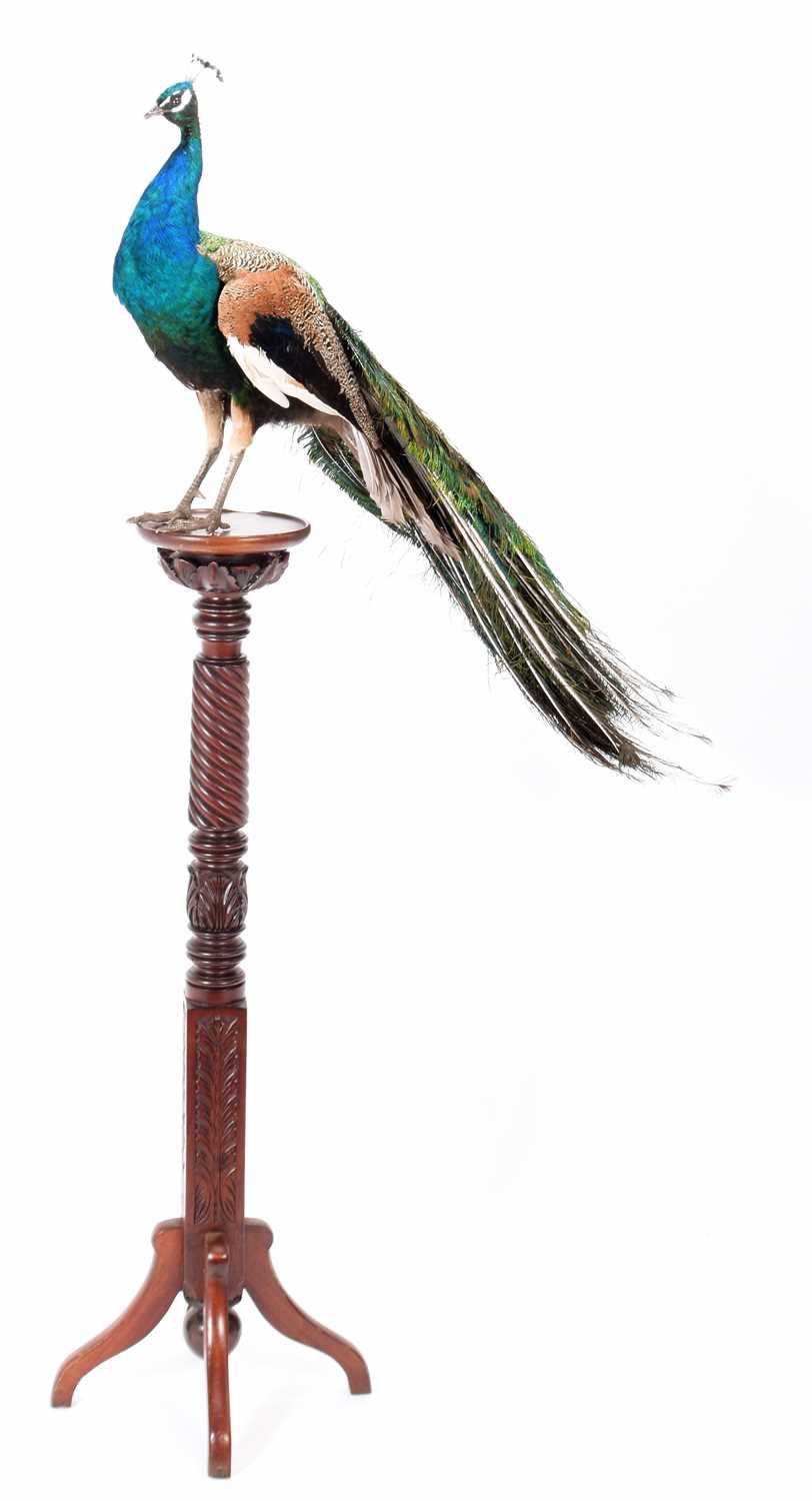 Lot 85 - Taxidermy: Indian Peacock (Pavo cristatus),...