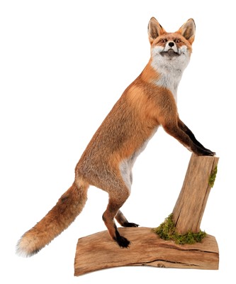 Lot 296 - Taxidermy: A Full Mount Red Fox (Vulpes...