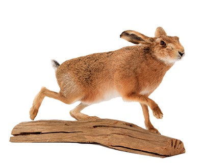 Lot 292 - Taxidermy: A European Hare (Lepus europaeus),...
