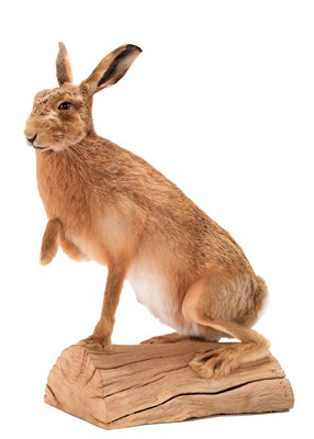 Lot 276 - Taxidermy: A European Hare (Lepus europaeus),...