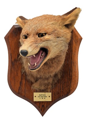 Lot 294 - Taxidermy: Red Fox Mask (Vulpes vulpes), dated...