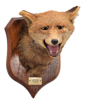 Lot 294 - Taxidermy: Red Fox Mask (Vulpes vulpes), dated...