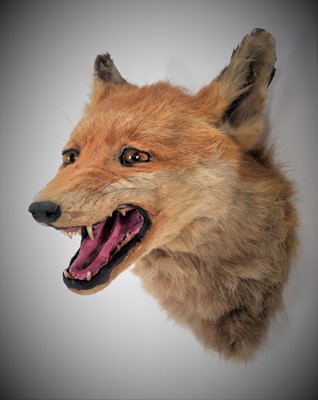 Lot 1146 - Taxidermy: Red Fox Mask (Vulpes vulpes), very...