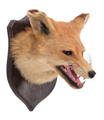 Lot 1145 - Taxidermy: A Red Fox Mask (Vulpes vulpes),...