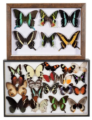 Lot 327 - Entomology: Two Framed Displays of Tropical...