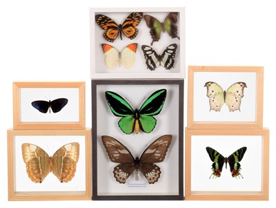Lot 323 - Entomology: A Group Six Framed Displays of...