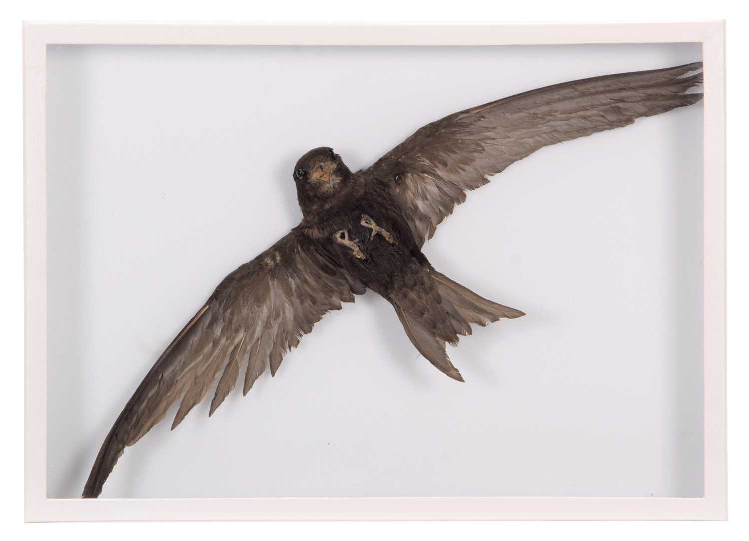 Lot 337 - Taxidermy: A Common Swift (Apus apus), circa...