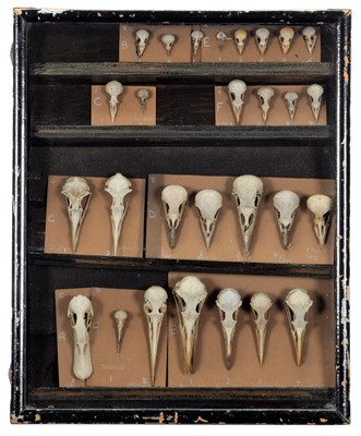 Lot 331 - Skulls/Anatomy: A Collection of Various...