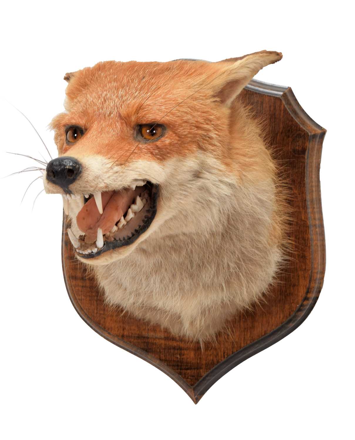 Lot 1156 - Taxidermy: A European Red Fox Mask (Vulpes...