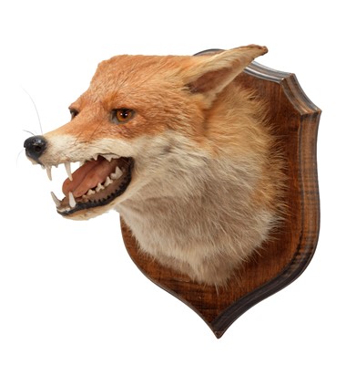 Lot 1156 - Taxidermy: A European Red Fox Mask (Vulpes...