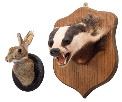 Lot 1176 - Taxidermy: A European Badger Mask (Meles...