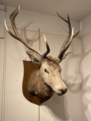 Lot 309 - Taxidermy: European Red Deer (Cervus elaphus),...