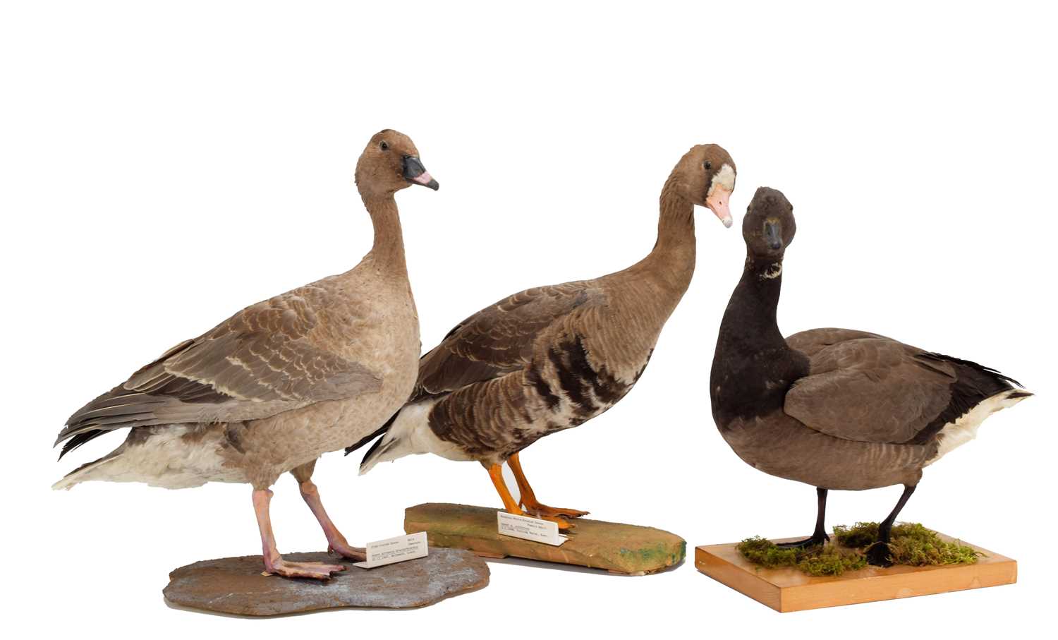 Lot 1158 Taxidermy A Group of Three Geese From The