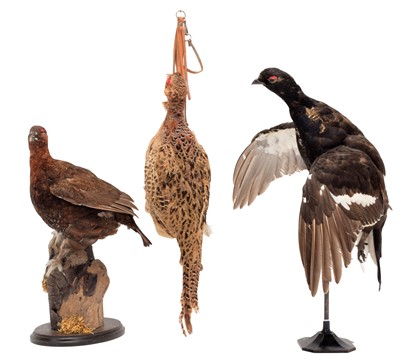 Lot 1131 - Taxidermy: A Group of European Game Birds,...