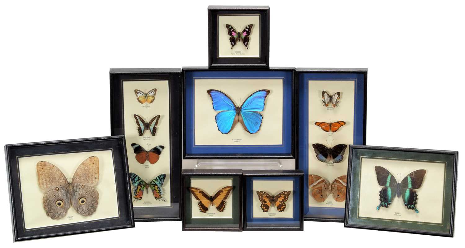 Lot 1177 - Entomology: Eight Framed Displays of Tropical...