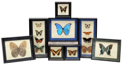 Lot 1177 - Entomology: Eight Framed Displays of Tropical...