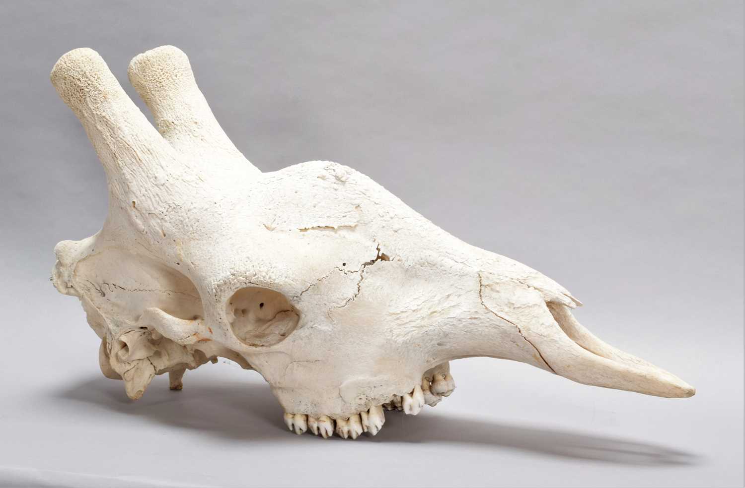 Lot 346 - Skulls/Anatomy: Southern Giraffe Skull