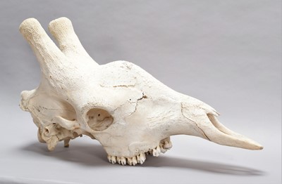 Lot 346 - Skulls/Anatomy: Southern Giraffe Skull...