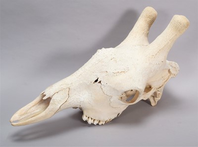 Lot 346 - Skulls/Anatomy: Southern Giraffe Skull...