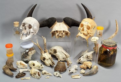 Lot 345 - Skulls/Anatomy: An Interesting Collection of...