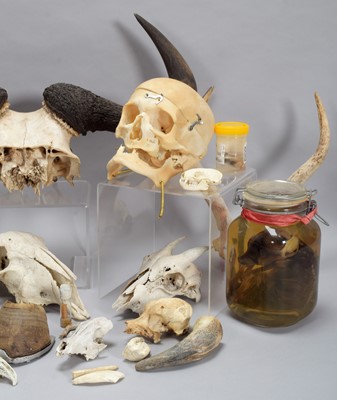 Lot 345 - Skulls/Anatomy: An Interesting Collection of...