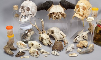 Lot 345 - Skulls/Anatomy: An Interesting Collection of...