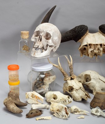 Lot 345 - Skulls/Anatomy: An Interesting Collection of...