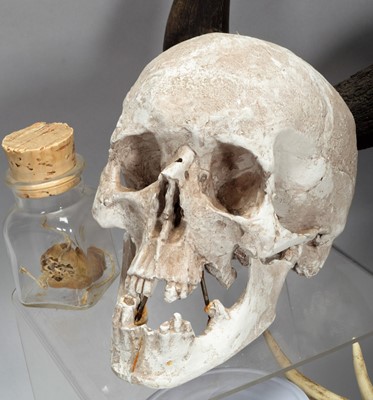 Lot 345 - Skulls/Anatomy: An Interesting Collection of...