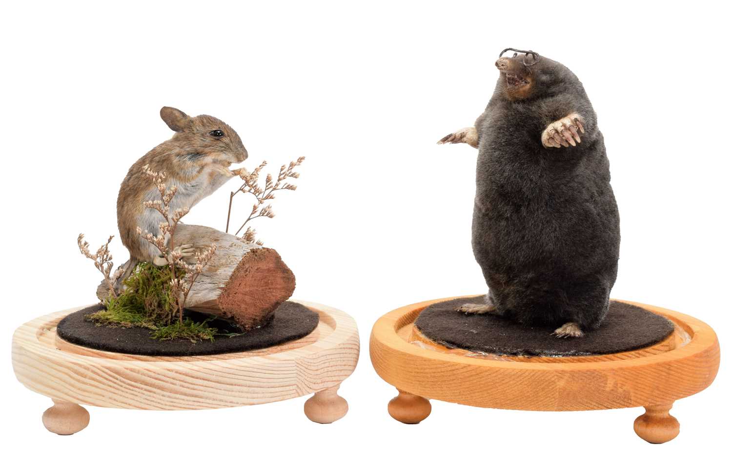 Lot 348 - Taxidermy: A Garden Mole & Mouse, modern, by