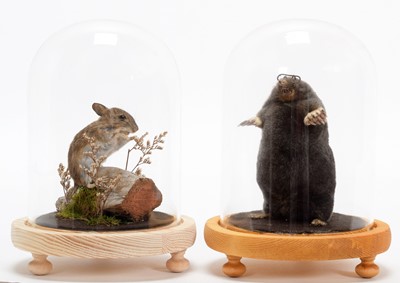 Lot 348 - Taxidermy: A Garden Mole & Mouse, modern, by...