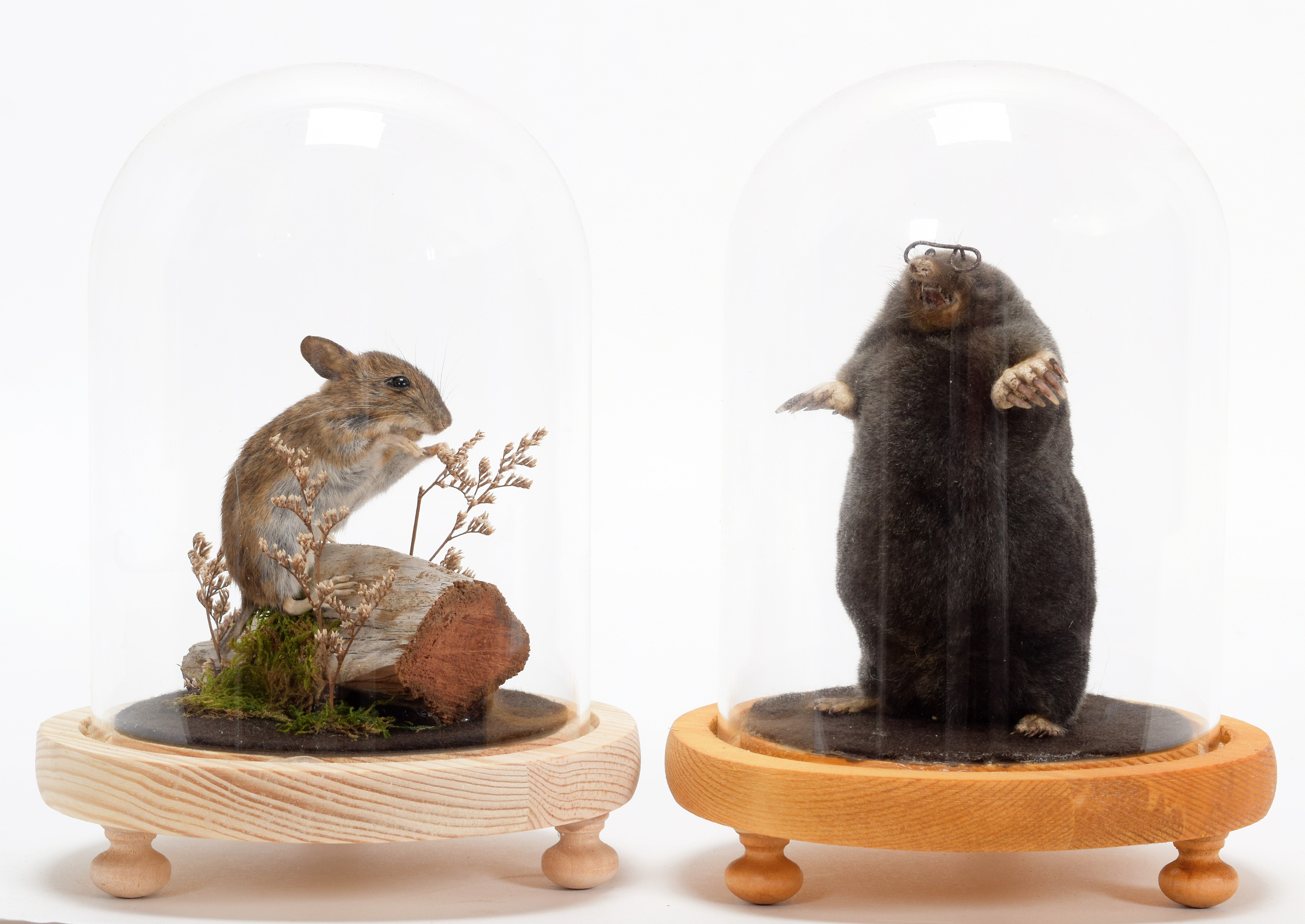 Lot 348 - Taxidermy: A Garden Mole & Mouse, modern, by