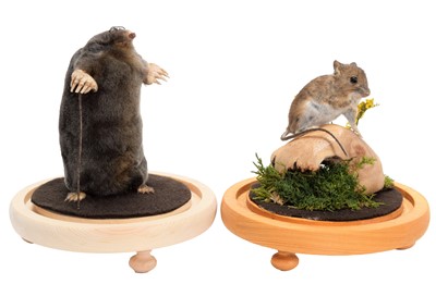 Lot 338 - Taxidermy: A Garden Mole & Mouse, modern, by...