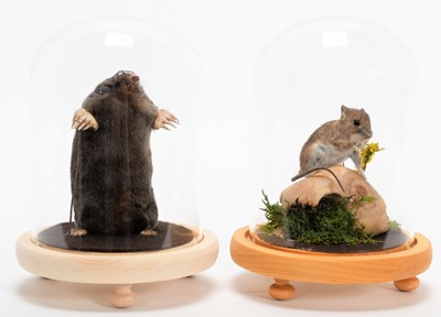 Lot 338 - Taxidermy: A Garden Mole & Mouse, modern, by...
