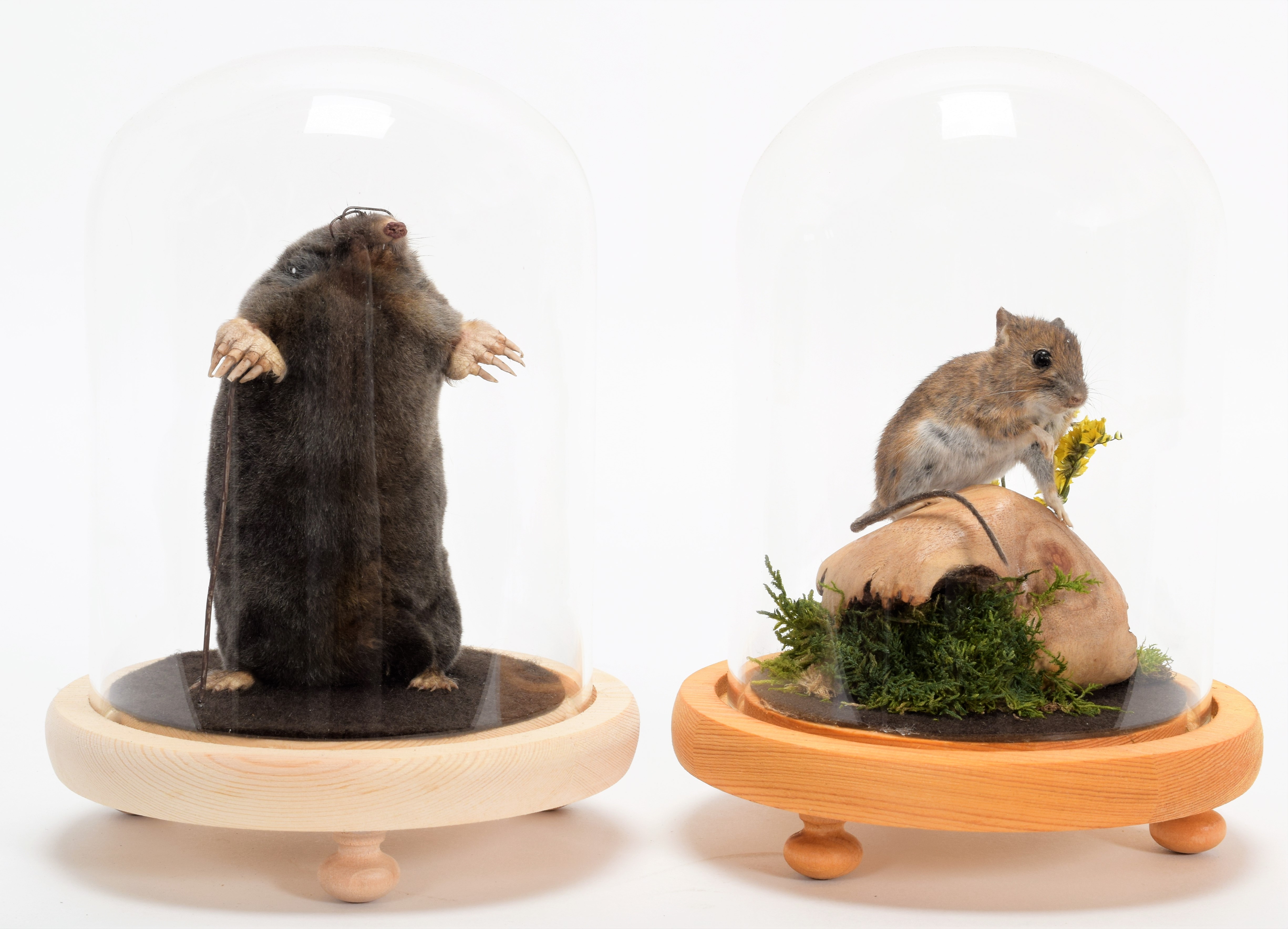 Lot 338 - Taxidermy: A Garden Mole & Mouse, modern, by