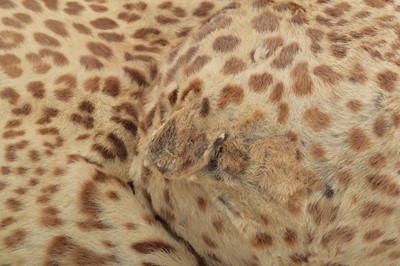 Lot 42 - Taxidermy: Indian Leopard Skin Rug (Panthera...