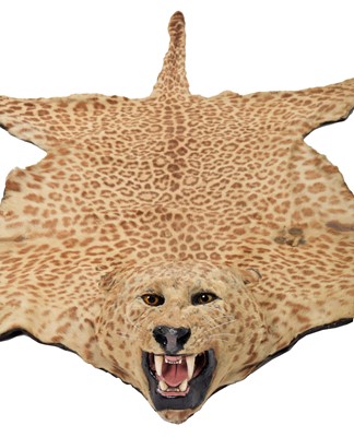 Lot 42 - Taxidermy: Indian Leopard Skin Rug (Panthera...