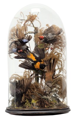 Lot 317 - Taxidermy: A Victorian Diorama of American...