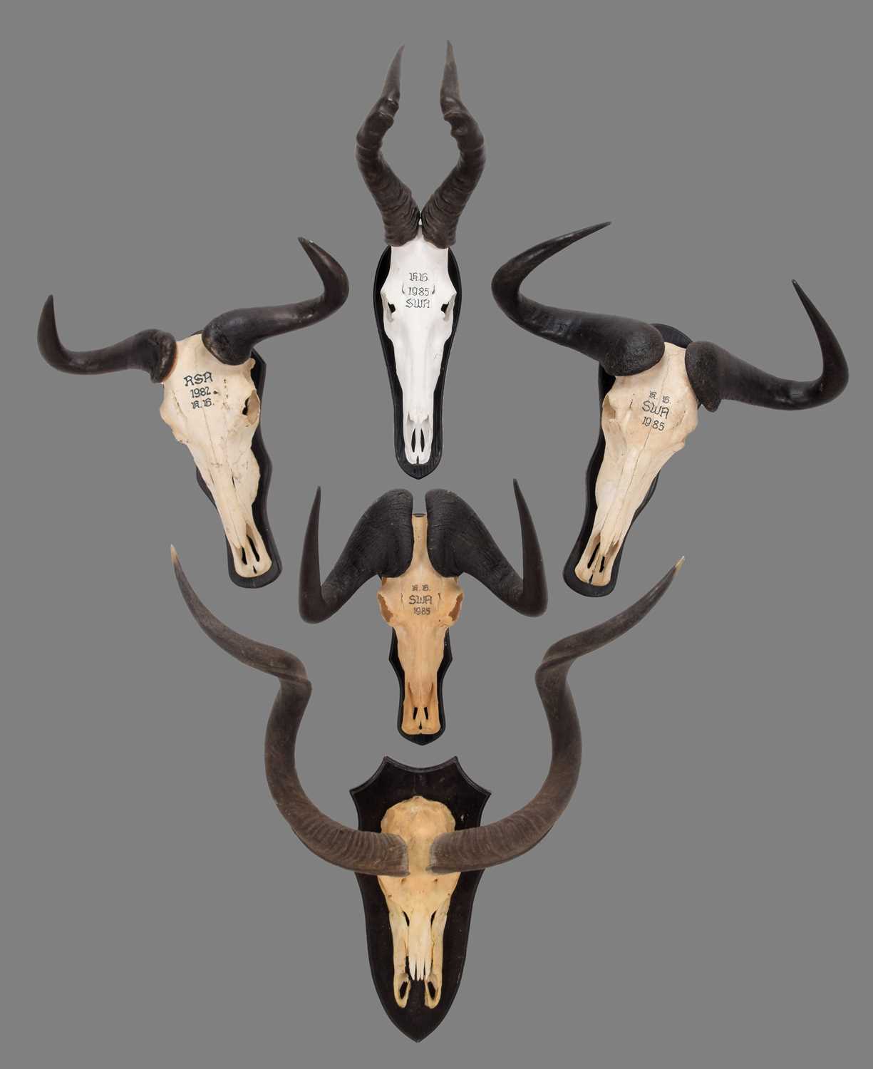 Lot 295 - Antlers/Horns: A Group of African Game