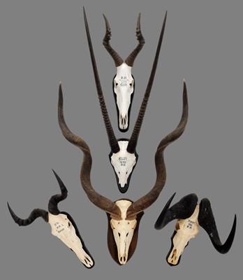 Lot 246 - Antlers/Horns: A Group of African Game...