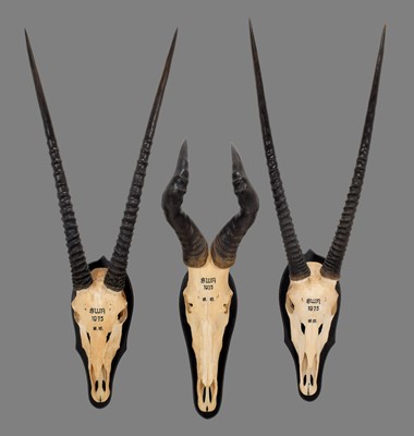 Lot 283 - Antlers/Horns: A Group of African Game...