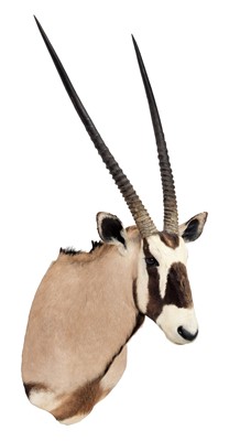 Lot 1238 - Taxidermy: Gemsbok Oryx (Oryx gazella), circa...