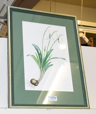 Lot 1076 - Ann Fraser "Snowdrop Percy Picton" Signed,...