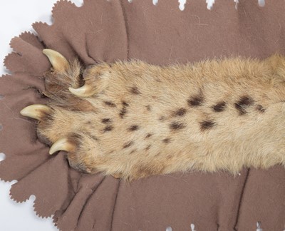 Lot 15 - Taxidermy: African Cheetah Skin Rug (Acinonyx...