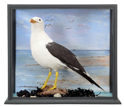 Lot 204 - Taxidermy: A Cased Lesser Black-backed Gull...