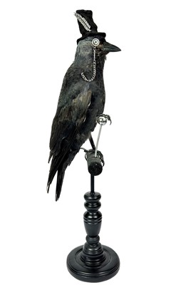 Lot 243 - Taxidermy: The Anthropomorphic Distinguished...