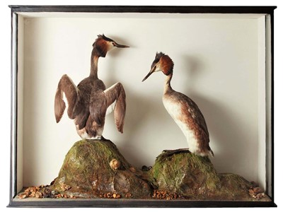 Lot 199 - Taxidermy: A Late Victorian Cased Pair of...