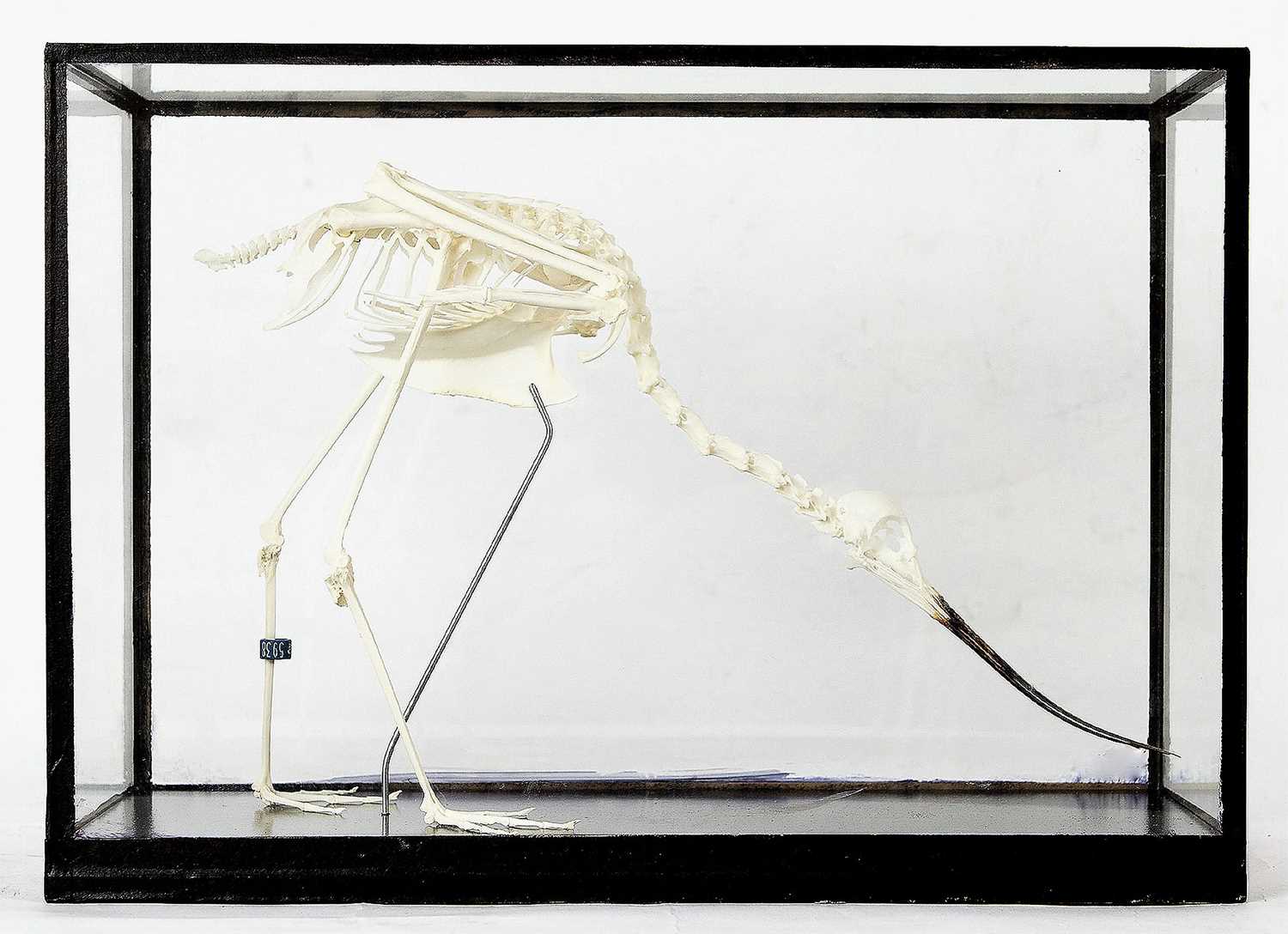 Lot 188 - Skeletons/Anatomy: A Cased Avocet Skeleton